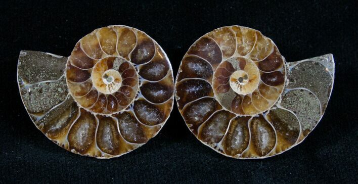 Small Desmoceras Ammonite Pair #7543
